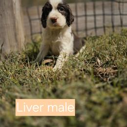 NO COLLAR - Liver and white male English Springer Spaniel puppy in Jesup, Georgia from 31 Pines Kennels
