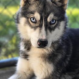 Cricket - Agouti and white female Siberian Husky puppy in Lakebay, Washington from Cascade Siberians