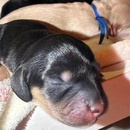 Daisy - Black and cream female Dachshund puppy in Mesa, Arizona from Dach Army LLC