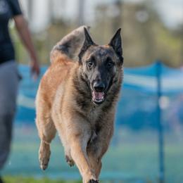 Puff - Belgian Malinois