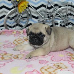 Debbie AKC Champ 3209 - Fawn female Pug puppy in Arthur, Illinois from Perfect Pugs