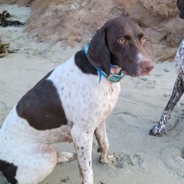 Jemma - German Shorthaired Pointer