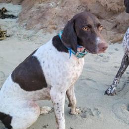 Jemma - German Shorthaired Pointer