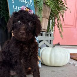 Apple - Chocolate female Goldendoodle puppy in Camden, North Carolina from Oopsie Doodles of NC