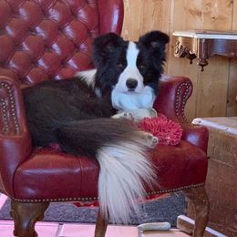 Border Collie All Grown Up from Embrace Border Collies