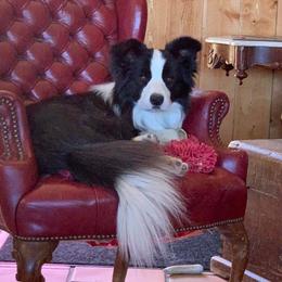 Border Collie All Grown Up from Embrace Border Collies