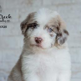Bodacious - Red merle male Bordoodle puppy in Woodruff, South Carolina from Crooked Creek Doodles and Poodles