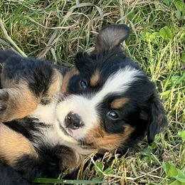 Bernese Mountain Dogs from Craigue Hill Kennel