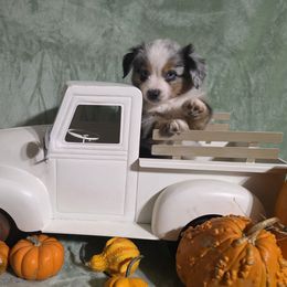Tobias - Blue merle male Miniature Australian Shepherd puppy in Copperas Cove, Texas from Hidden Leaf Aussies