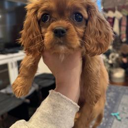 Rumi - Ruby female Cavalier King Charles Spaniel puppy in Highland, Utah from The Furry Godmother Cavaliers