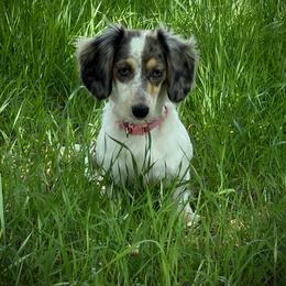 Journee - Dachshund
