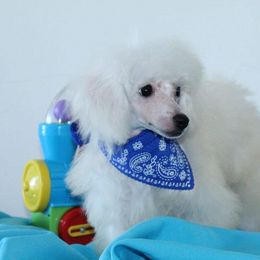 Poodle Puppies from Puppy Love 4ever