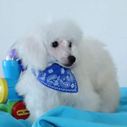 Poodle Puppies from Puppy Love 4ever