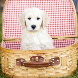 Australian Labradoodle Puppies from Bedrock Labradoodles
