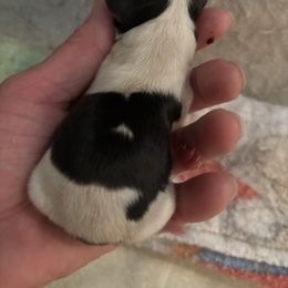 Girl 1 - Liver and white female Shih Tzu puppy in Manlius, New York from Dorothy Agrippino's Shih Tzus
