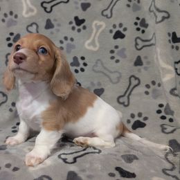 Bacchus the Chocolate Based Cream Dapple Piebald - Dapple male Dachshund puppy in Pelion, South Carolina from Doitsujin Dachshunds