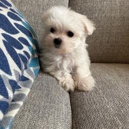 Honey - White female Maltese puppy in Dallas, Texas from Dallas Darling Maltese