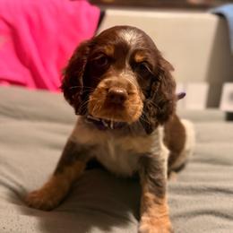 Purple - Liver white and roan female English Springer Spaniel puppy in Cleburne, Texas from Powers English Springer Spaniels