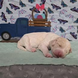 Daphne - Apricot female Labradoodle puppy in Weatherford, Texas from Oodles of poodles and doodles