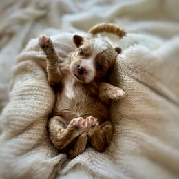 Beige girl - Red  female Goldendoodle puppy in Rio Linda, California from Plush Doodles