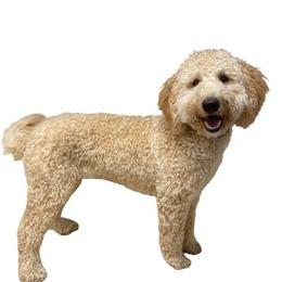 Rhea - Goldendoodle