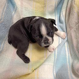 Paisley - Black and white female Boston Terrier puppy in Mesa, Arizona from Lehi Valley Boston Terriers