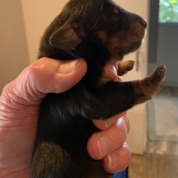 Dachshund Puppies from Aviator's Dachshunds