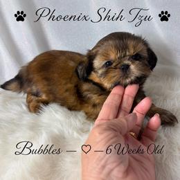 Bubbles - Gold female Shih Tzu puppy in Hayden, Idaho from Phoenix Shih Tzu