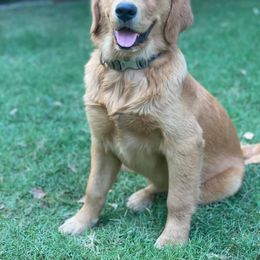 Golden Retriever All Grown Up from Trisha Ferris' Golden Retrievers