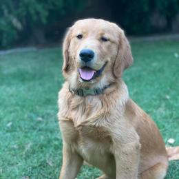 Golden Retriever All Grown Up from Trisha Ferris' Golden Retrievers