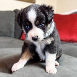 Jasper (AKC and ASDR) - Black tri male Miniature American Shepherd puppy in Stockton, Missouri from Kizmit Farmz