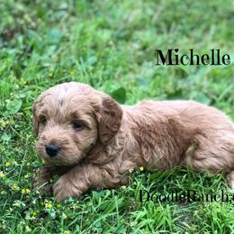 Goldendoodle and Labradoodle Puppies from Doodle Ranch