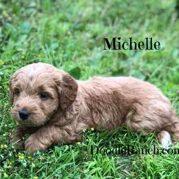 Goldendoodle and Labradoodle Puppies from Doodle Ranch