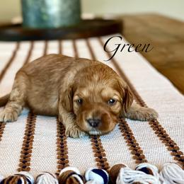 Green - Red male Cavapoo puppy in Coal City, Indiana from Wednesday & Co