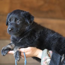 Noah - Bi-color male German Shepherd puppy in Augusta, West Virginia from Vom Haus Highlands