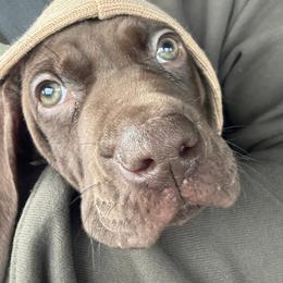 German Shorthaired Pointer and Wirehaired Pointing Griffon Puppies from County Line Pointers