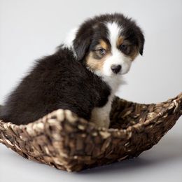 Australian Shepherds from Beth’s Aussies