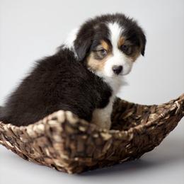 Australian Shepherds from Beth’s Aussies