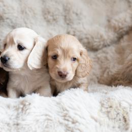 Dachshund Puppies from CTX Doxies