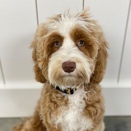 Australian Labradoodles and Goldendoodles from Dew Drop Doodles