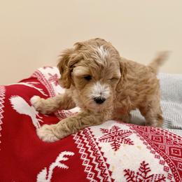 Ivy - Apricot female Goldendoodle puppy in Jones, Michigan from KaZoo Doodles