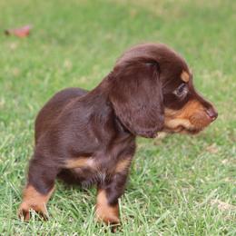 Dachshund Puppies from Dachshund Pups