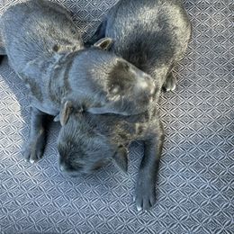 Border Collie and Bordoodle Puppies from Pecan Grove Acres’ Pups