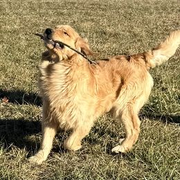 Armani - Golden Retriever