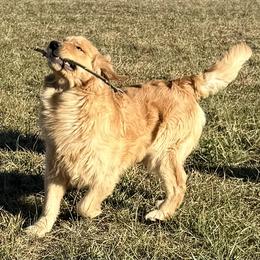 Armani - Golden Retriever