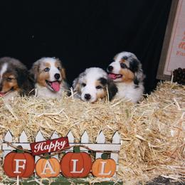 Australian Shepherd Puppies from Cooper Ridge Aussies