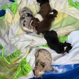 Miniature Australian Shepherd Puppies from Amberwood DD Aussies