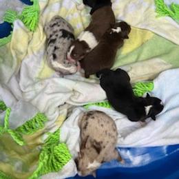 Miniature Australian Shepherd Puppies from Amberwood DD Aussies