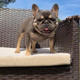 Tee Grizzly - Tricolors male French Bulldog puppy in Roanoke Rapids, North Carolina from Ferrell’s Frenchies