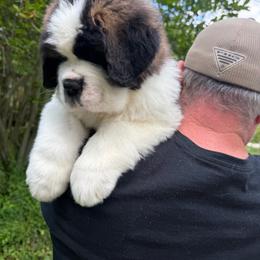 Boy 6 - Mahogany and white male Saint Bernard puppy in North Beach, Maryland from Mt.Harmony Saint Bernards